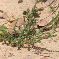 Crotalaria hebecarpa (DC.) Rudd